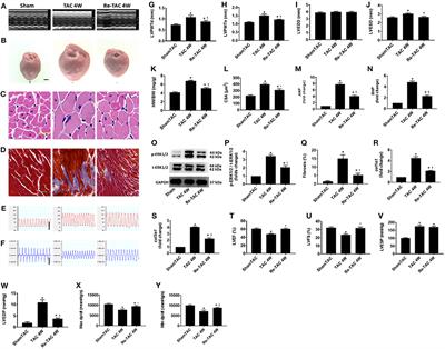 Variations in Energy Metabolism Precede Alterations in Cardiac Structure and Function in Hypertrophic Preconditioning